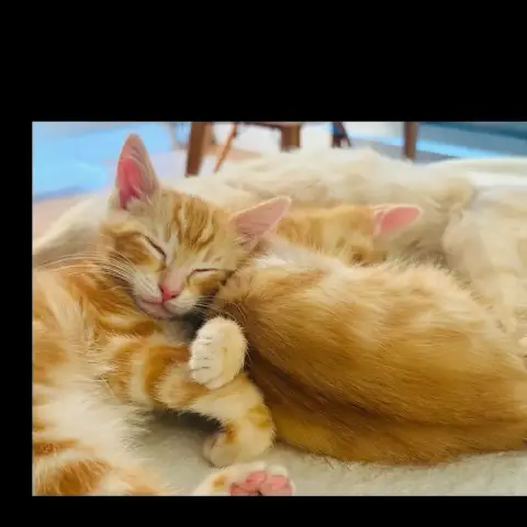 Tobbie & Garfield photo 3