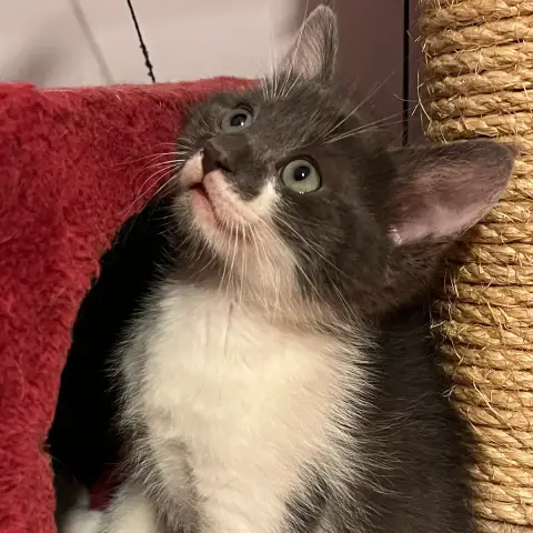 Bambi