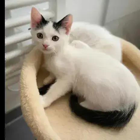 Chatons
