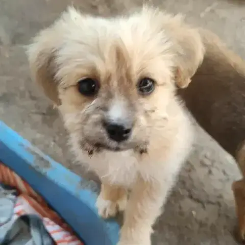 Poupette