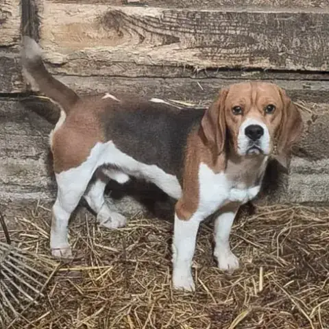 Coco