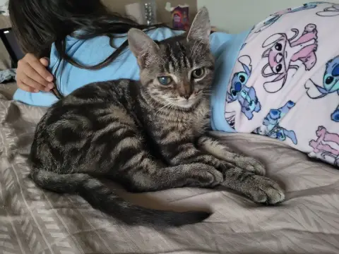Tigrou