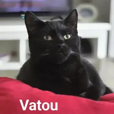 Vahiné Et Vatou