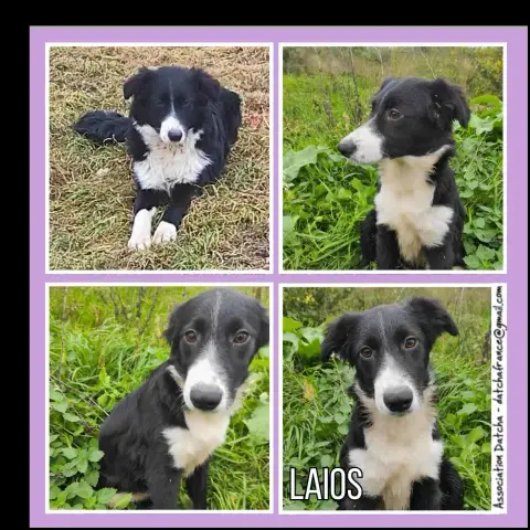 Laios