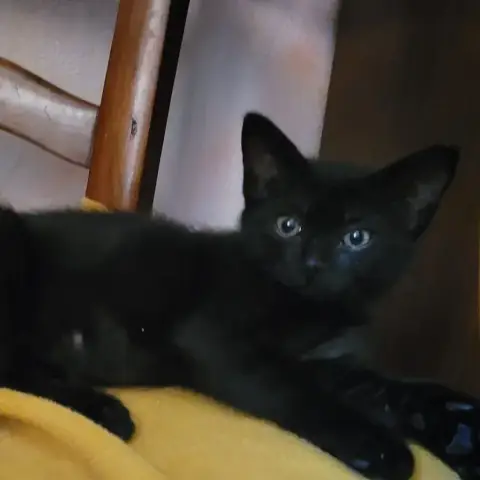 Onyx photo 2