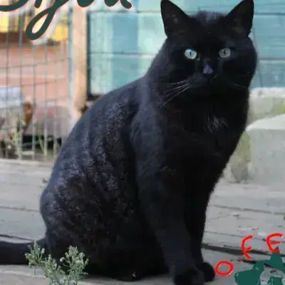 Bijou