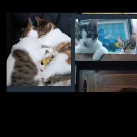 Pam Et Pim photo 2
