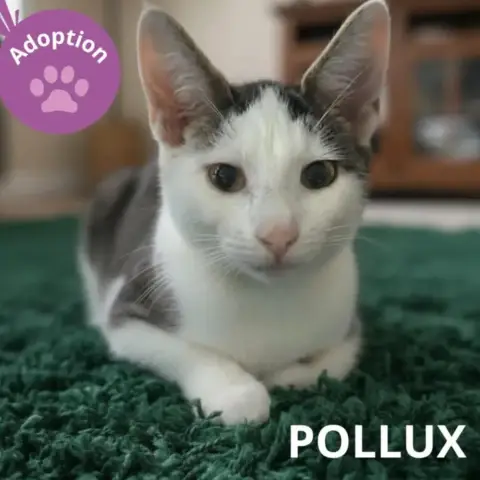 Pollux