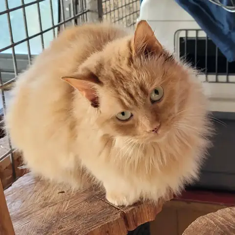 Bonnie À Parrainer