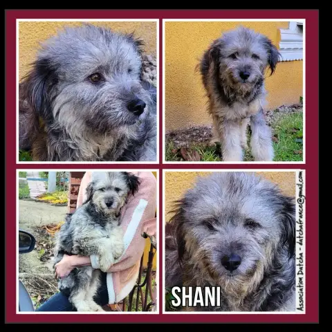 Shani