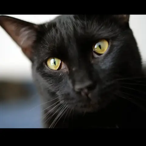 Aruki photo 3