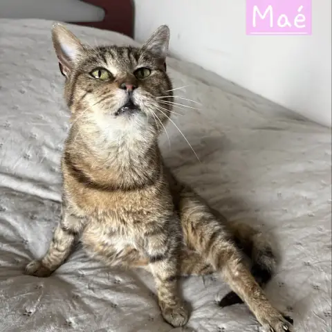 Maé