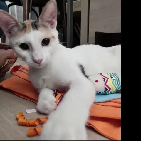 Chatkira photo 3
