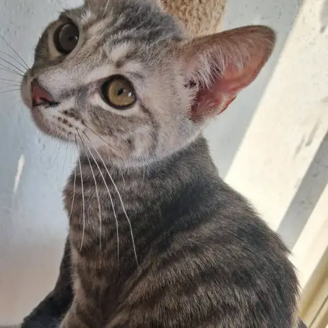 Bulma photo 3