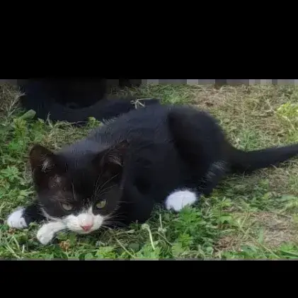 Tifilou photo 2