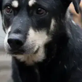 Fido