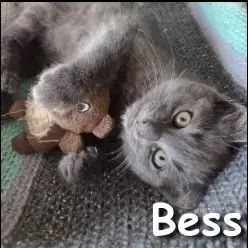 Bess