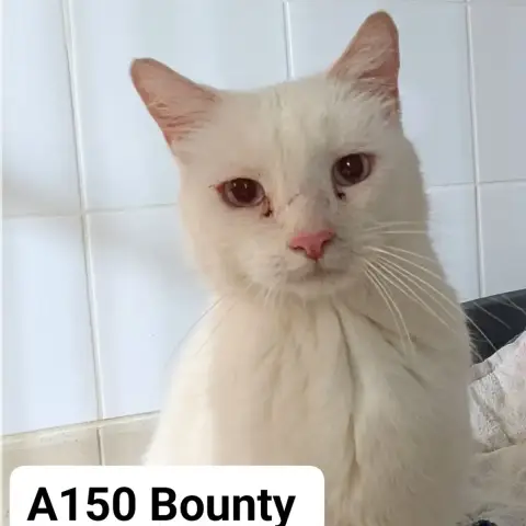 Bounty
