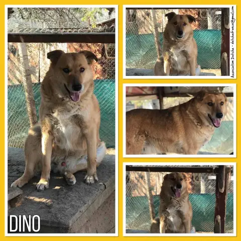 Dino