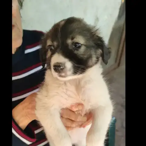Asma