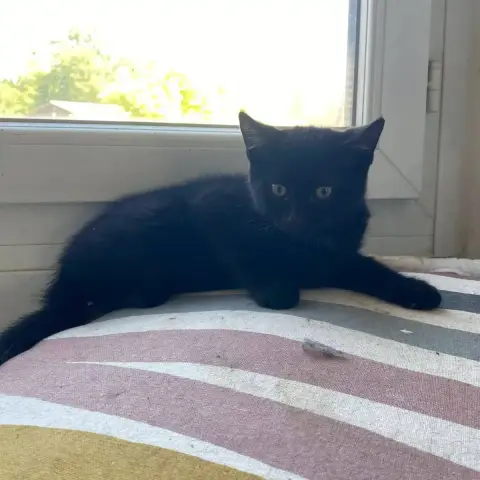 Krokmou Et Sa Petite Soeur