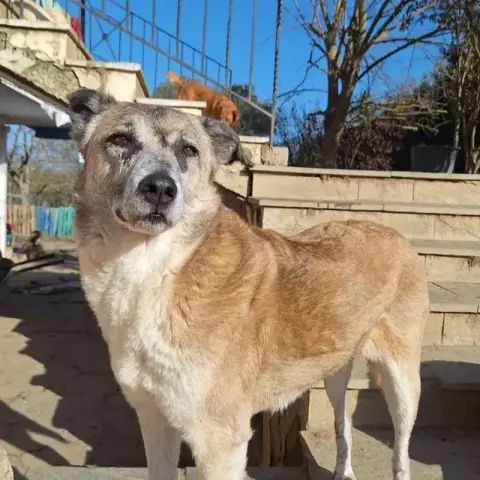 Kira photo 2