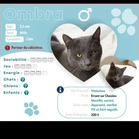 Ombra