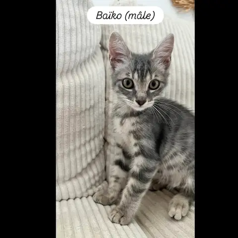 Baiko photo 2