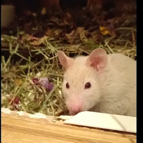 Eglantine photo 3