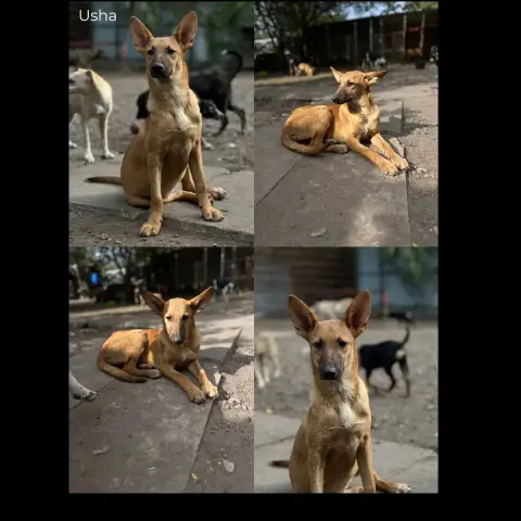 Usha