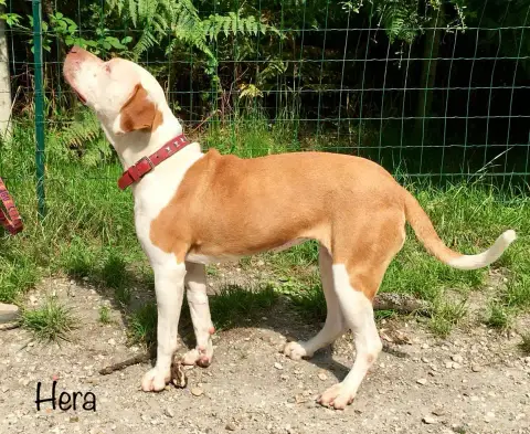 Hera photo 2
