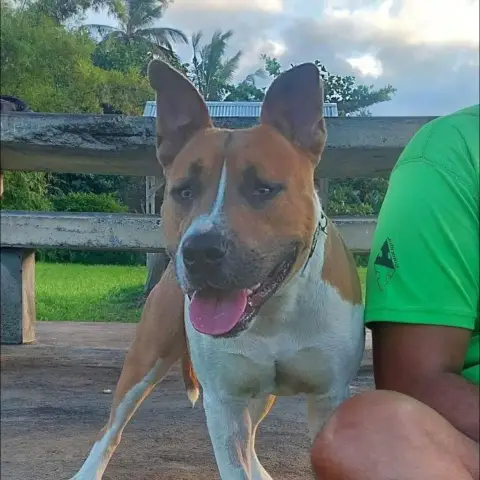 Balou