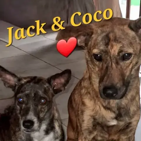 Jack photo 3