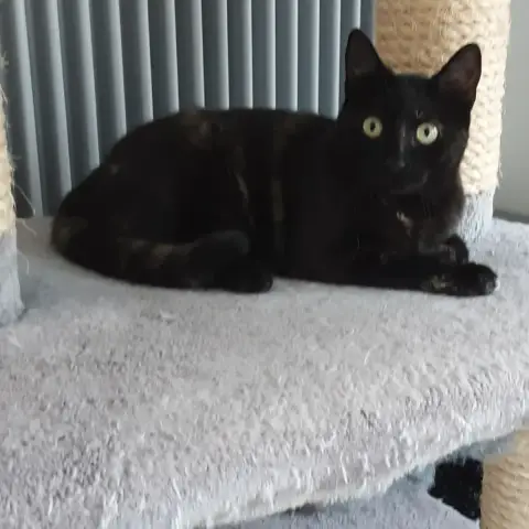 Pepper photo 2