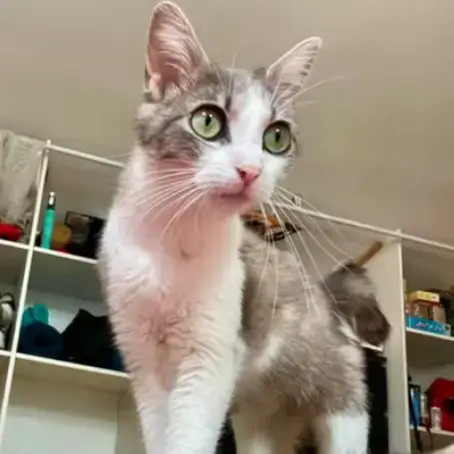 Misty