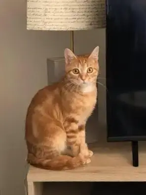 Tex
