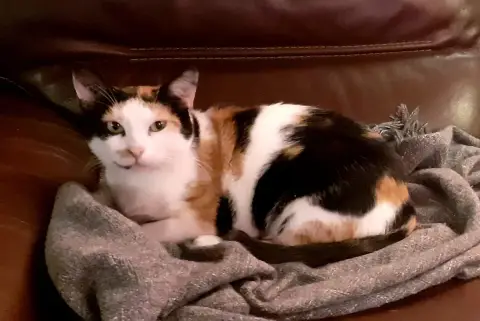Izzy