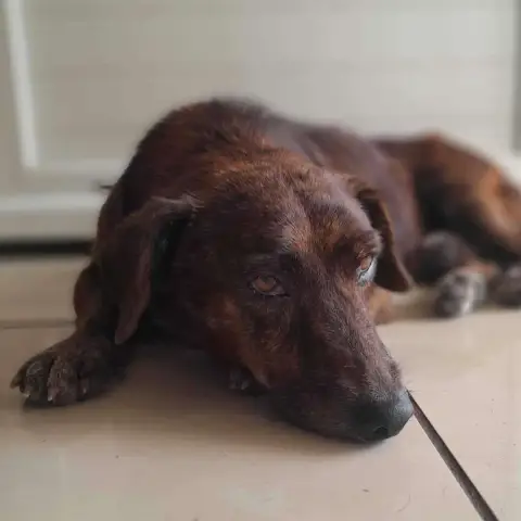 Peanut photo 3