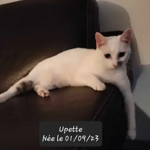 Upette