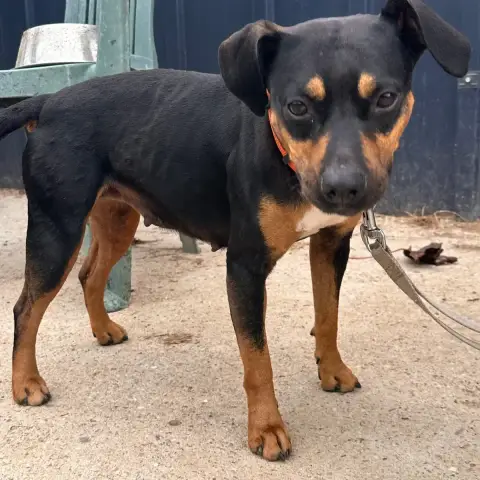 Nala