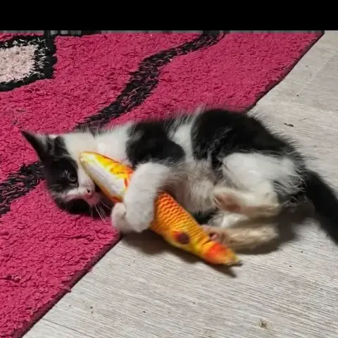 Merlin
