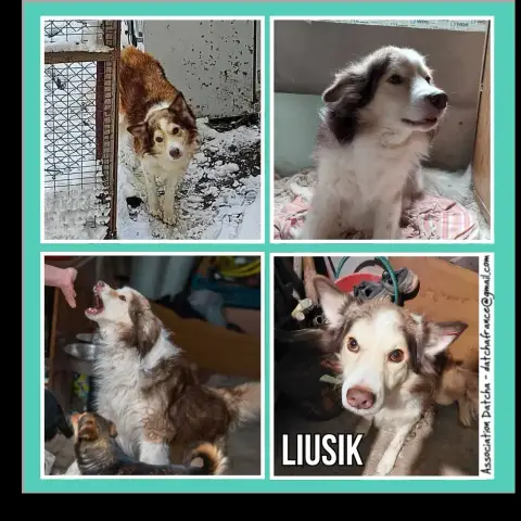 Liusik