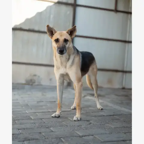 Vendie