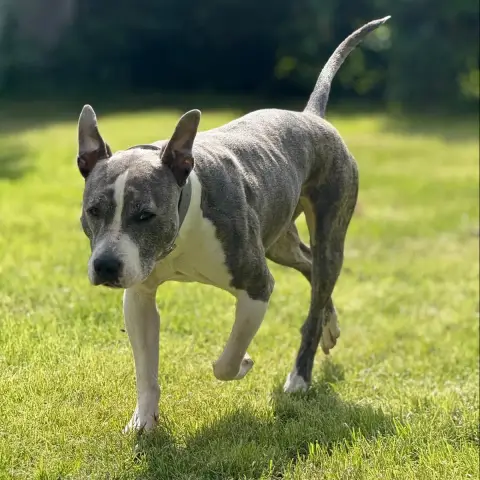 Perla photo 3