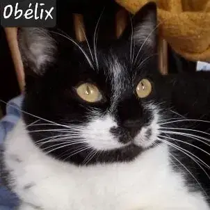 Obelix