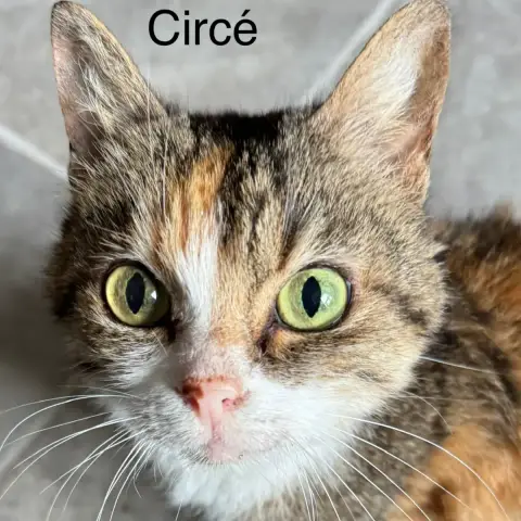 Circe