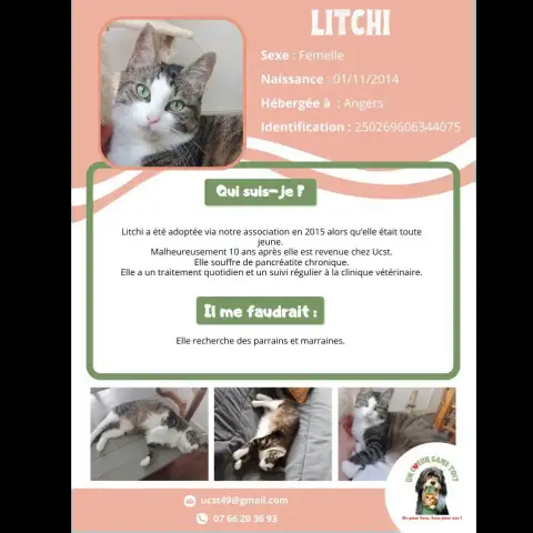 Litchi