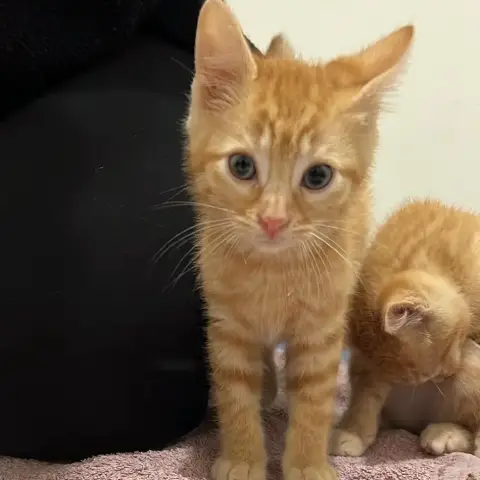 Ali