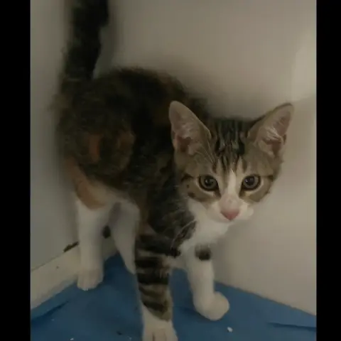 Céleste