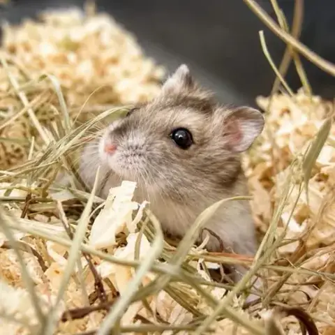 Hamster